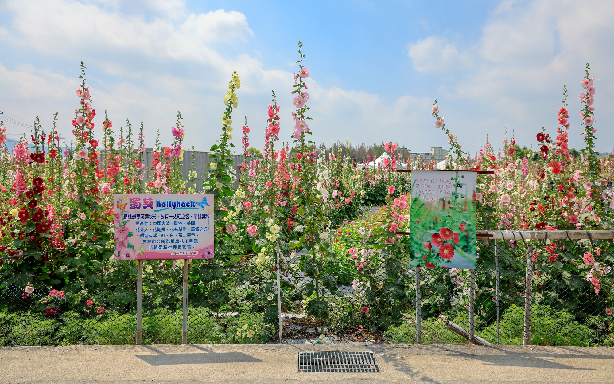 蜀葵花海